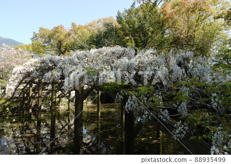 Shiratama rising wisteria of Tenshaen Garden Shiratama rising wisteria of Tenshaen Garden 88935499
