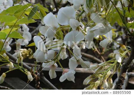 Shiratama rising wisteria of Tenshaen Garden 88935500
