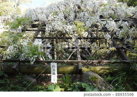 Shiratama rising wisteria of Tenshaen Garden 88935506