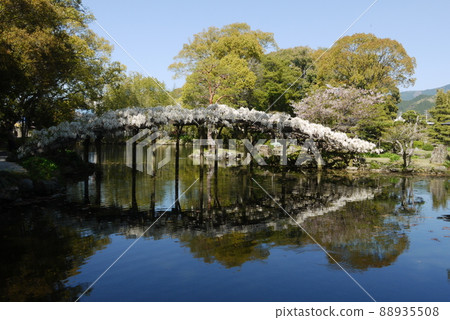 Shiratama rising wisteria of Tenshaen Garden Shiratama rising wisteria of Tenshaen Garden 88935508