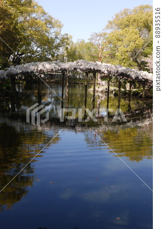 Shiratama rising wisteria of Tenshaen Garden Shiratama rising wisteria of Tenshaen Garden 88935516