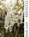 Shiratama rising wisteria of Tenshaen Garden 88935522