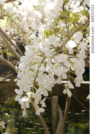 Shiratama rising wisteria of Tenshaen Garden Shiratama rising wisteria of Tenshaen Garden 88935522