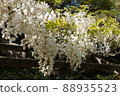 Shiratama rising wisteria of Tenshaen Garden 88935523