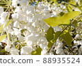 Shiratama rising wisteria of Tenshaen Garden 88935524