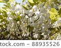 Shiratama rising wisteria of Tenshaen Garden 88935526