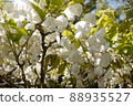 Shiratama rising wisteria of Tenshaen Garden 88935527