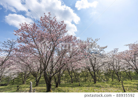 Spring Shichigashuku Park, Beniyutaka in full bloom, Shichikashuku Town, Miyagi Prefecture 88935592