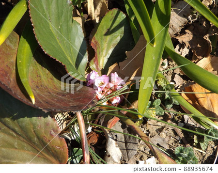 Large leaves and purple flowers of Saxifraga stolonifera Large leaves and purple flowers of Saxifraga stolonifera 88935674