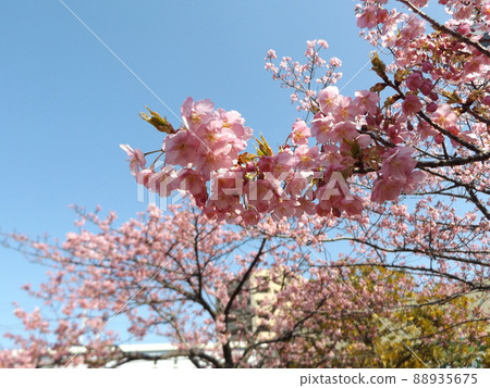 Kawazu cherry blossom pink flowers in front of Inage Kaigan Station in full bloom Kawazu cherry blossom pink flowers in front of Inage Kaigan Station in full bloom 88935675