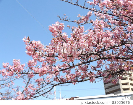 Kawazu cherry blossom pink flowers in front of Inage Kaigan Station in full bloom Kawazu cherry blossom pink flowers in front of Inage Kaigan Station in full bloom 88935676