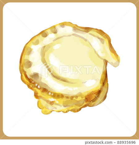 Hand drawn watercolor scallop illustration 88935696