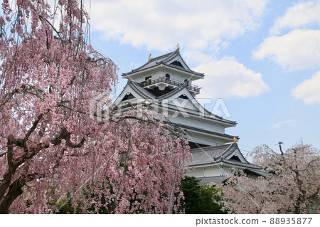 上山城的櫻花(山形縣上山市) 上山城的櫻花(山形縣上山市) 88935877