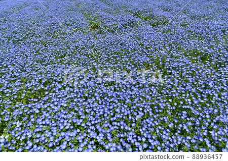 Nemophila flower field in Musashi Kyuryo Forest Park 88936457
