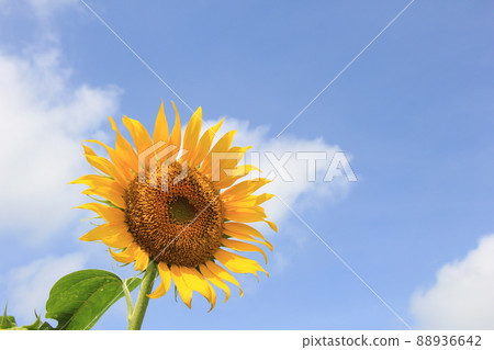 夏花/“向日葵”與藍天 夏花/“向日葵”與藍天 88936642