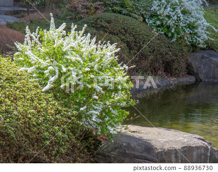 春天在森園盛開的繡線菊 春天在森園盛開的繡線菊 88936730