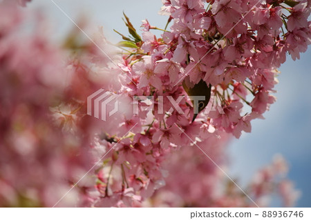 櫻花春天到了白眼 88936746