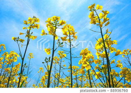 從藍天和下面仰望的油菜花 88936760