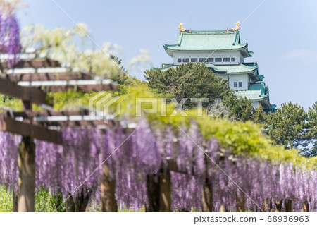 名古屋市中區名城公園紫藤走廊和名古屋城 88936963