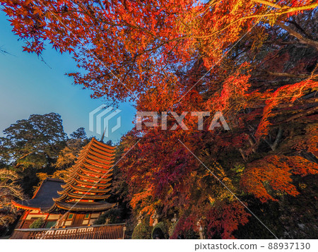 Illuminated autumn leaves at Tanzan Shrine Illuminated autumn leaves at Tanzan Shrine 88937130