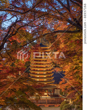 Illuminated autumn leaves at Tanzan Shrine 88937168