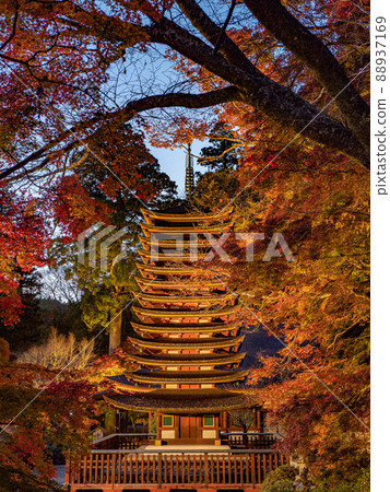 潭山神社的照明的秋葉 潭山神社的照明的秋葉 88937169