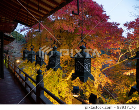 潭山神社的照明的秋葉 潭山神社的照明的秋葉 88937176