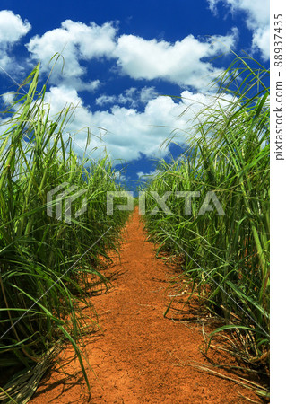 沖繩風光：甘蔗田裡的一條直路 88937435