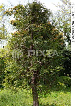 Aomori Prefecture Tree Hiba Aomori Prefecture Tree Hiba 88937740