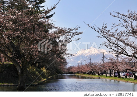 弘前公園的岩木山和吉野櫻花芽（青森縣） 88937741