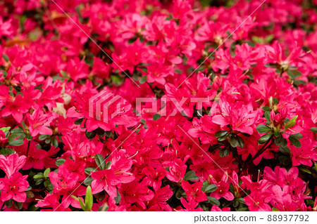 杜鵑花紅盛開 88937792