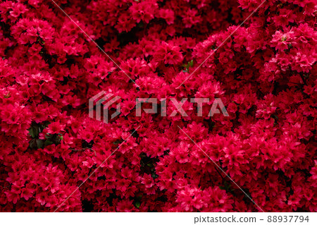 Azalea red in full bloom 88937794