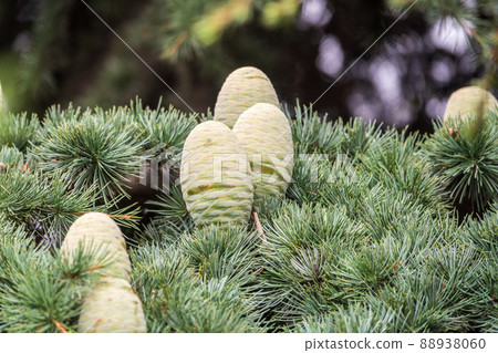 Branch of an Atlas cedar with needles and cones. Cedar Atlas Lat. Cedrus atlantica - large evergreen cedar tree with needle leaves. Branch with pollen cones. 88938060