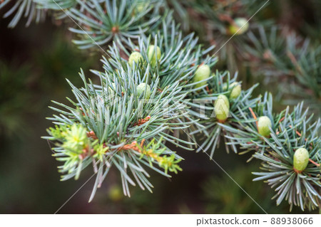 Branch of an Atlas cedar with needles and cones. Cedar Atlas Lat. Cedrus atlantica - large evergreen cedar tree with needle leaves. Branch with pollen cones. 88938066