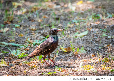 The common starling or European starling, Sturnus vulgaris, on a sprng lawn. 88938093