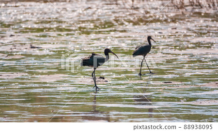 Pair of glossy ibis waterfowl, latin name Plegadis falcinellus, searching for food in the shallow lagoon. Pair of glossy ibis waterfowl, latin name Plegadis falcinellus, searching for food in the shallow lagoon. 88938095