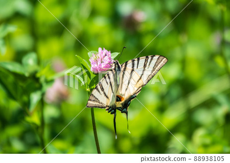 Beautiful Butterfly Scarce Swallowtail, Sail Swallowtail, Pear-tree Swallowtail, Podalirius. Latin name Iphiclides podaliriu. Butterfly collects nectar on flower. 88938105