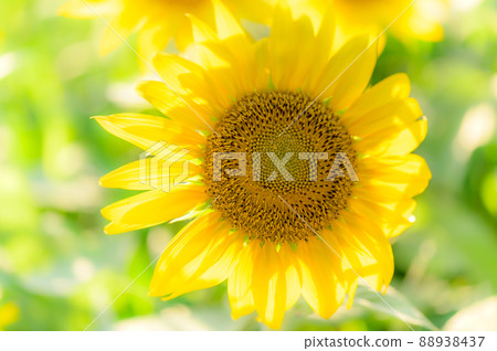 Sunflower "Flowers blooming in the land of nature, summer scenery, tourist attraction scenery" (Aso Milk Ranch) 88938437