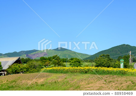 Sunflower "Flowers blooming in the land of nature, summer scenery, tourist attraction scenery" (Aso Milk Ranch) 88938469