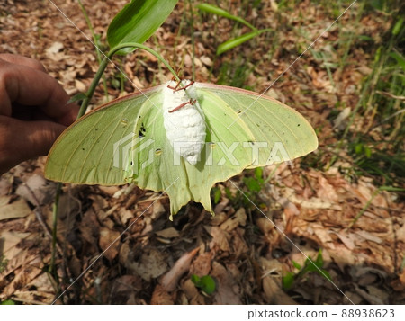 美麗的大飛蛾“Actias aliena” 88938623