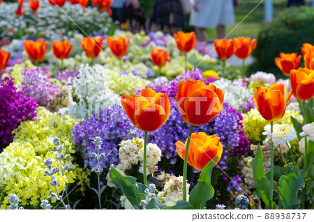 English Garden in Yamashita Park, Yokohama City, Kanagawa Prefecture 88938737