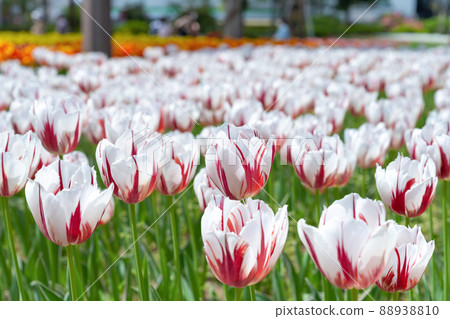 Tulips in Yokohama Park, Yokohama City, Kanagawa Prefecture Tulips in Yokohama Park, Yokohama City, Kanagawa Prefecture 88938810