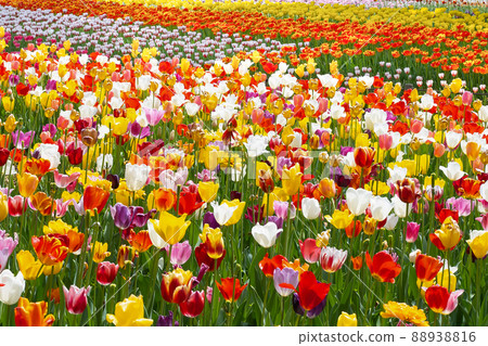 Tulips in Yokohama Park, Yokohama City, Kanagawa Prefecture Tulips in Yokohama Park, Yokohama City, Kanagawa Prefecture 88938816