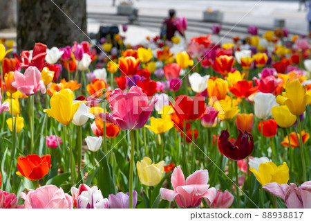 Tulips in Yokohama Park, Yokohama City, Kanagawa Prefecture Tulips in Yokohama Park, Yokohama City, Kanagawa Prefecture 88938817