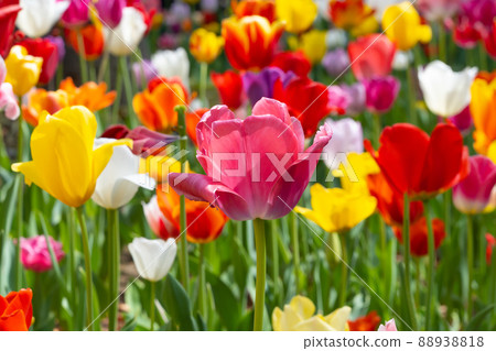 Tulips in Yokohama Park, Yokohama City, Kanagawa Prefecture Tulips in Yokohama Park, Yokohama City, Kanagawa Prefecture 88938818