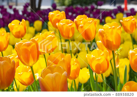 Tulips in Yokohama Park, Yokohama City, Kanagawa Prefecture Tulips in Yokohama Park, Yokohama City, Kanagawa Prefecture 88938820