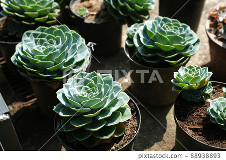Front view of succulent in sunny garden for plant and flower advertising Front view of succulent in sunny garden for plant and flower advertising 88938893