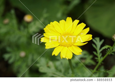 Crown daisy 88938933