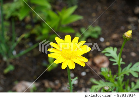 Crown daisy Crown daisy 88938934