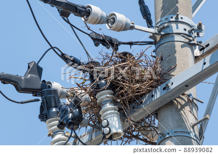 Crow's nest on a telephone pole 88939082